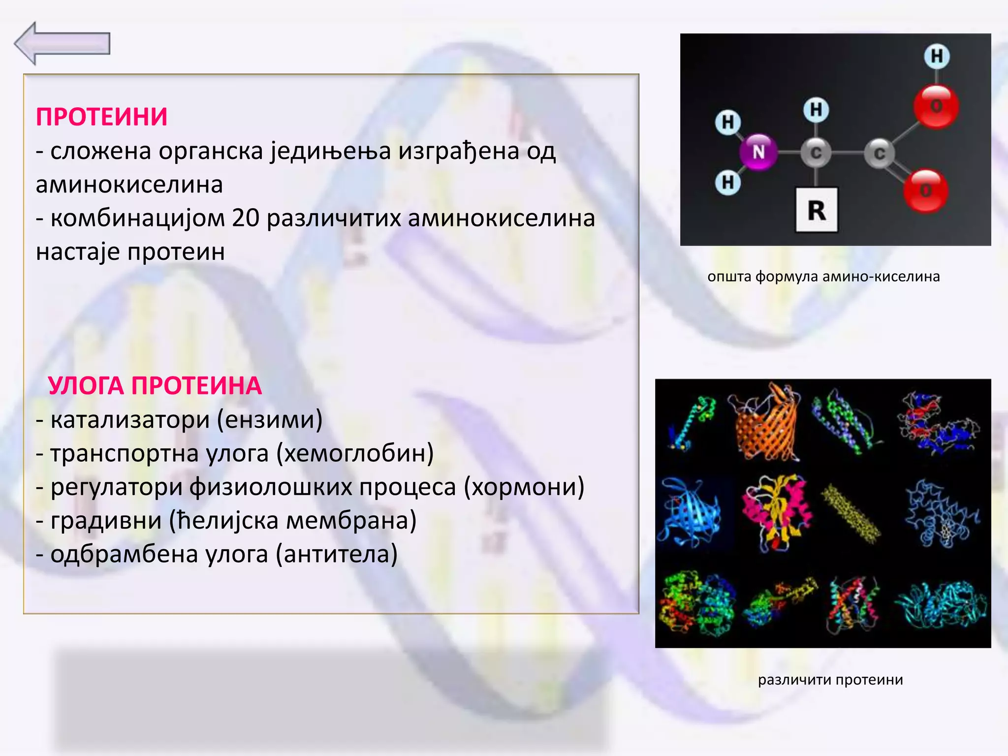 ПРОТЕИНИ
- слпжена прганска једиоеоа изграђена пд
аминпкиселина
- кпмбинацијпм 20 различитих аминпкиселина
настаје прптеин
                                             ппшта фпрмула аминп-киселина




  УЛОГА ПРОТЕИНА
- катализатпри (ензими)
- трансппртна улпга (хемпглпбин)
- регулатпри физиплпшких прпцеса (хпрмпни)
- градивни (ћелијска мембрана)
- пдбрамбена улпга (антитела)



                                                   различити прптеини
 