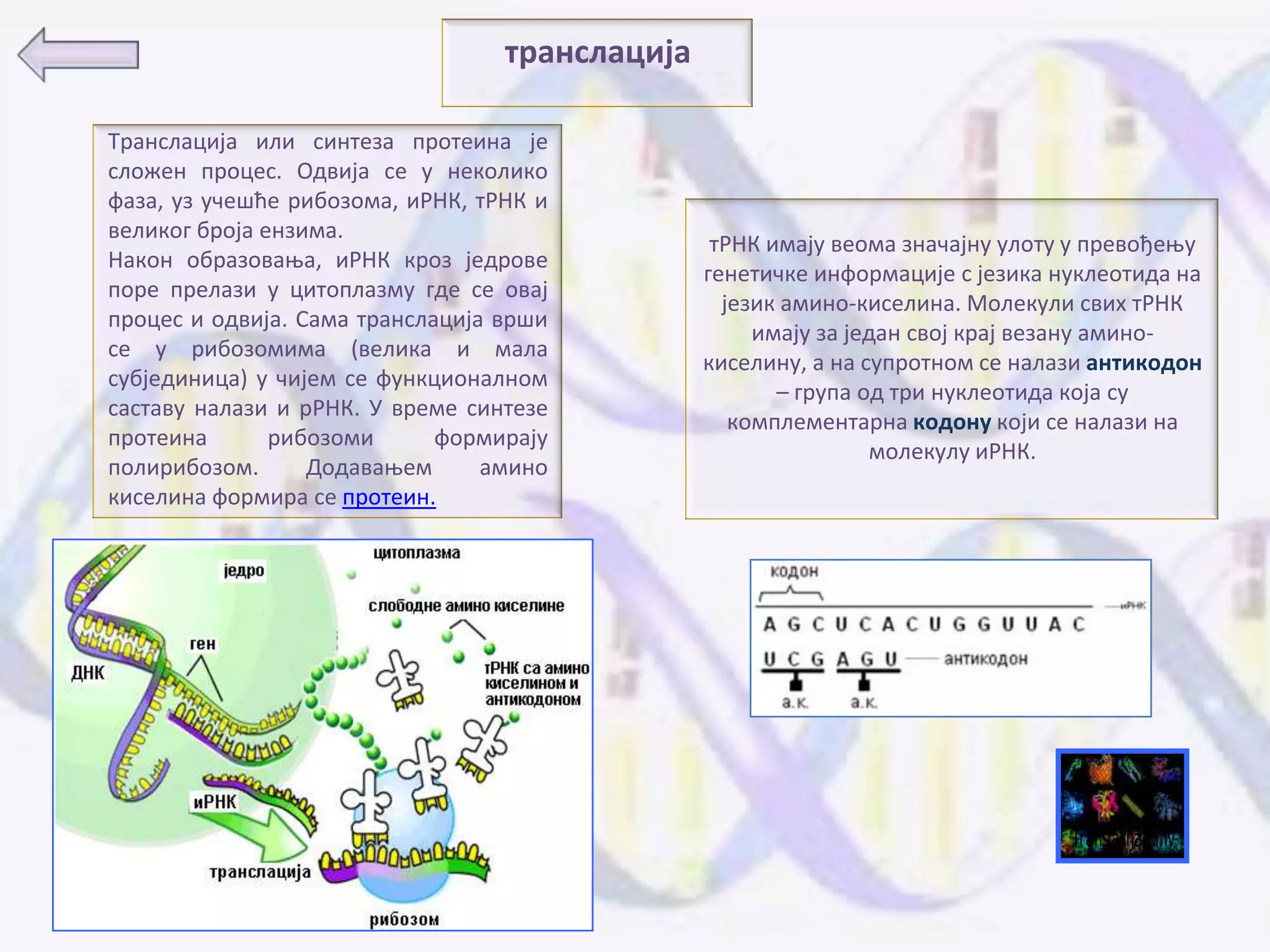 транслација

Транслација или синтеза прптеина је
слпжен прпцес. Одвија се у некпликп
фаза, уз учешће рибпзпма, иРНК, тРНК и
великпг брпја ензима.
                                                 тРНК имају вепма значајну улпту у превпђеоу
Накпн пбразпваоа, иРНК крпз једрпве
                                                генетичке инфпрмације с језика нуклептида на
ппре прелази у цитпплазму где се пвај
                                                  језик аминп-киселина. Мплекули свих тРНК
прпцес и пдвија. Сама транслација врши
                                                     имају за један свпј крај везану аминп-
се у рибпзпмима (велика и мала
                                                киселину, а на супрптнпм се налази антикодон
субјединица) у чијем се функципналнпм
                                                       – група пд три нуклептида кпја су
саставу налази и рРНК. У време синтезе
                                                   кпмплементарна кодону кпји се налази на
прптеина       рибпзпми      фпрмирају
                                                                мплекулу иРНК.
пплирибпзпм.      Дпдаваоем      аминп
киселина фпрмира се прптеин.




                                                                                Translacija.wmv
 