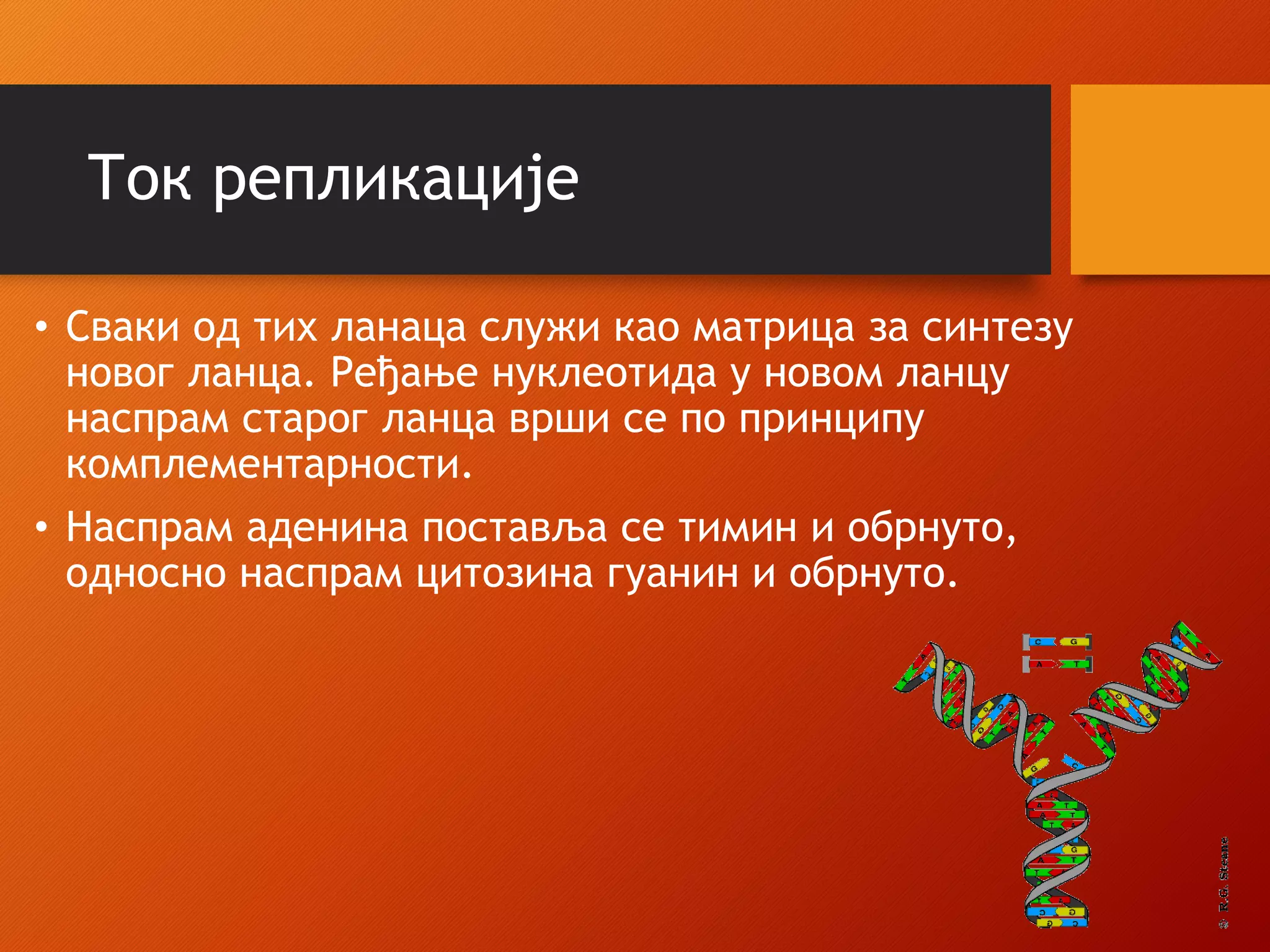 Ток репликације
• Сваки од тих ланаца служи као матрица за синтезу
новог ланца. Ређање нуклеотида у новом ланцу
наспрам старог ланца врши се по принципу
комплементарности.
• Наспрам аденина поставља се тимин и обрнуто,
односно наспрам цитозина гуанин и обрнуто.
 