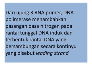 Dari ujung 3 RNA primer, DNA
polimerase menambahkan
pasangan basa nitrogen pada
rantai tunggal DNA induk dan
terbentuk rantai DNA yang
bersambungan secara kontinyu
yang disebut leading strand

 