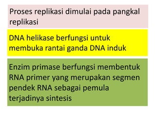 Proses replikasi dimulai pada pangkal
replikasi
DNA helikase berfungsi untuk
membuka rantai ganda DNA induk

Enzim primase berfungsi membentuk
RNA primer yang merupakan segmen
pendek RNA sebagai pemula
terjadinya sintesis

 