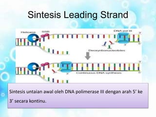 Sintesis Leading Strand
Sintesis untaian awal oleh DNA polimerase III dengan arah 5’ ke
3’ secara kontinu.
 