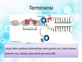 Terminansi
Lokasi akhir replikasi diidentifikasi oleh protein tus. Saat helikase
bertemu tus, helikasi akan jatuh bersama SSB.
 