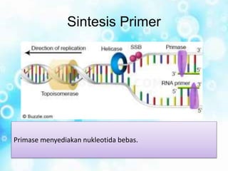 Sintesis Primer
Primase menyediakan nukleotida bebas.
 