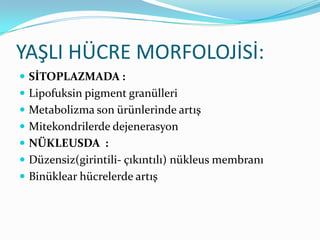 YAŞLI HÜCRE MORFOLOJİSİ:
 SİTOPLAZMADA :
 Lipofuksin pigment granülleri
 Metabolizma son ürünlerinde artış
 Mitekondrilerde dejenerasyon

 NÜKLEUSDA :
 Düzensiz(girintili- çıkıntılı) nükleus membranı
 Binüklear hücrelerde artış

 