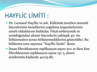 HAYFLİC LİMİTİ :
 Dr. Leonard Hayflic ve ark. Kültürde üretilen memeli

hücrelerinin kendilerini çoğaltma kapasitelerinin
sınırlı olduklarını buldular. Fötal embriyonik ve
yenidoğandan alınan hücrelerin yaklaşık 40- 60
bölünmeden sonra bölünemediklerini gösterdiler. Bu
bölünme sınır sayısına ‘’Hayflic limiti’’ denir.
 İnsan fibroblastının replikasyon sayısı 50± 10 iken fare
fibroblastının replikasyon sayısı 15± 5, down
sendromlu kişilerde 40±15 dir.

 