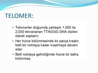 TELOMER:

 