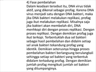 4) Fase pembelahan 
Dalam keadaan tersebut itu, DNA virus tidak 
aktif, yang dikenal sebagai profag. Karena DNA 
virus menjadi satu dengan DNA bakteri, maka 
jika DNA bakteri melakukan replikasi, profag 
juga ikut melakukan replikasi. Misalnya saja 
jika bakteri akan membelah diri, DNA 
menhkopi diri dengan proses replikasi. Dengan 
proses replikasi. Dengan demikian profag juga 
ikut terkopi. Terbentuklah dua sel bakteri 
sebagai hasil pembelahan dan didalm setiap 
sel anak bakteri tekandung profag yang 
identik. Demikian seterusnya hingga proses 
pembelahan bakteri berlangsung berulangkali 
sehingga setiap sel bakteri yang terbentuk 
didalam terkadung profag. Dengan demikian 
jumlah profag mengikuti jumlah sel bakteri 
yang ditumpanginya. 
 