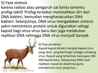 5) Fase sintesis 
karena radiasi atau pengaruh zat kimia tertentu 
profag taktif. Profag tersebut memisahkan diri dari 
DNA bakteri, kemudian menghanacurkan DNA 
bakteri. Selanjutnya, DNA virus mengadakan sintesis 
yakni mensintesis protein untuk digunakan sebagi 
kapsid bagi virus-virus baru dan juga melakukan 
replikasi DNA sehingga DNA virus menjadi banyak. 
6) Fase perakitan 
Kapsid-kapsid dirakit menjadi kapsid virus 
yang utuh, yang berfungsi sebagai selubang 
virus. Kapsid yang terbentuk mencapai 100- 
200 kapsid baru. Selanjutnya DNA hasil 
replikasi masuk ke dalamnya guna 
membentuk virus yang baru. 
 
