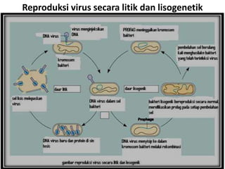 Reproduksi virus secara litik dan lisogenetik 
 