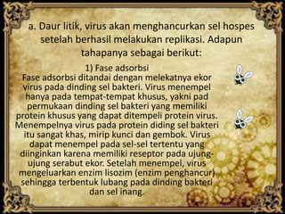 a. Daur litik, virus akan menghancurkan sel hospes 
setelah berhasil melakukan replikasi. Adapun 
tahapanya sebagai berikut: 
1) Fase adsorbsi 
Fase adsorbsi ditandai dengan melekatnya ekor 
virus pada dinding sel bakteri. Virus menempel 
hanya pada tempat-tempat khusus, yakni pad 
permukaan dinding sel bakteri yang memiliki 
protein khusus yang dapat ditempeli protein virus. 
Menempelnya virus pada protein diding sel bakteri 
itu sangat khas, mirip kunci dan gembok. Virus 
dapat menempel pada sel-sel tertentu yang 
diinginkan karena memiliki reseptor pada ujung-ujung 
serabut ekor. Setelah menempel, virus 
mengeluarkan enzim lisozim (enzim penghancur) 
sehingga terbentuk lubang pada dinding bakteri 
dan sel inang. 
 