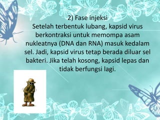 2) Fase injeksi 
Setelah terbentuk lubang, kapsid virus 
berkontraksi untuk memompa asam 
nukleatnya (DNA dan RNA) masuk kedalam 
sel. Jadi, kapsid virus tetap berada diluar sel 
bakteri. Jika telah kosong, kapsid lepas dan 
tidak berfungsi lagi. 
 