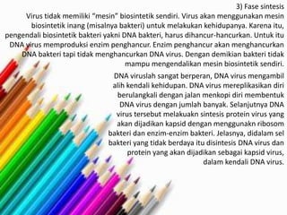 3) Fase sintesis 
Virus tidak memiliki “mesin” biosintetik sendiri. Virus akan menggunakan mesin 
biosintetik inang (misalnya bakteri) untuk melakukan kehidupanya. Karena itu, 
pengendali biosintetik bakteri yakni DNA bakteri, harus dihancur-hancurkan. Untuk itu 
DNA virus memproduksi enzim penghancur. Enzim penghancur akan menghancurkan 
DNA bakteri tapi tidak menghancurkan DNA virus. Dengan demikian bakteri tidak 
mampu mengendalikan mesin biosintetik sendiri. 
DNA viruslah sangat berperan, DNA virus mengambil 
alih kendali kehidupan. DNA virus mereplikasikan diri 
berulangkali dengan jalan menkopi diri membentuk 
DNA virus dengan jumlah banyak. Selanjutnya DNA 
virus tersebut melakuakn sintesis protein virus yang 
akan dijadikan kapsid dengan menggunakn ribosom 
bakteri dan enzim-enzim bakteri. Jelasnya, didalam sel 
bakteri yang tidak berdaya itu disintesis DNA virus dan 
protein yang akan dijadikan sebagai kapsid virus, 
dalam kendali DNA virus. 
 