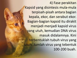 4) Fase perakitan 
Kapsid yang disintesis mula-mula 
terpisah-pisah antara bagian 
kepala, ekor, dan serabut ekor. 
Bagian-bagian kapsid itu dirakit 
menjadi menjadi kapsid virus 
yang utuh, kemudian DNA virus 
masuk didalamnya. Kini 
terbentuklah tubuh virus yang 
utuh. Jumlah virus yang tebentuk 
100-200 buah. 
 
