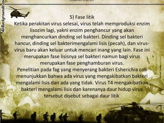 5) Fase litik 
Ketika perakitan virus selesai, virus telah memproduksi enzim 
lisozim lagi, yakni enzim penghancur yang akan 
menghancurkan dinding sel bakteri. Dinding sel bakteri 
hancur, dinding sel bakterimengalami lisis (pecah), dan virus-virus 
baru akan keluar untuk mencari inang yang lain. Fase ini 
merupakan fase lisisnya sel bakteri namun bagi virus 
merupakan fase penghamburan virus. 
Penelitian pada fag yang menyerang bakteri Esherichia coli 
menunjukkan bahwa ada virus yang mengakibatkan bakteri 
mengalami lisis dan ada yang tidak. Virus T4 mengakibatkan 
bakteri mengalami lisis dan karenanya daur hidup virus 
tersebut disebut sebagai daur litik. 
 