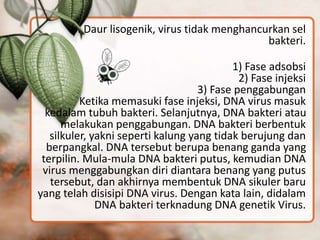 b. Daur lisogenik, virus tidak menghancurkan sel 
bakteri. 
1) Fase adsobsi 
2) Fase injeksi 
3) Fase penggabungan 
Ketika memasuki fase injeksi, DNA virus masuk 
kedalam tubuh bakteri. Selanjutnya, DNA bakteri atau 
melakukan penggabungan. DNA bakteri berbentuk 
silkuler, yakni seperti kalung yang tidak berujung dan 
berpangkal. DNA tersebut berupa benang ganda yang 
terpilin. Mula-mula DNA bakteri putus, kemudian DNA 
virus menggabungkan diri diantara benang yang putus 
tersebut, dan akhirnya membentuk DNA sikuler baru 
yang telah disisipi DNA virus. Dengan kata lain, didalam 
DNA bakteri terknadung DNA genetik Virus. 
 