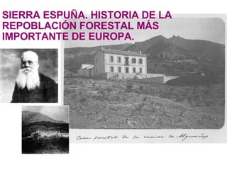 SIERRA ESPUÑA. HISTORIA DE LA REPOBLACIÓN FORESTAL MÁS IMPORTANTE DE EUROPA. 