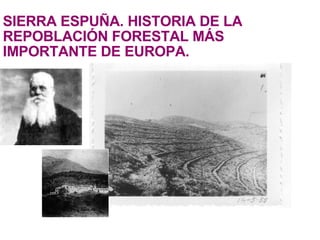 SIERRA ESPUÑA. HISTORIA DE LA REPOBLACIÓN FORESTAL MÁS IMPORTANTE DE EUROPA. 