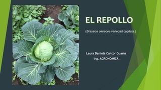 Laura Daniela Cantor Guarín
Ing. AGRONÓMICA
(Brassica oleracea variedad capitata.)
 