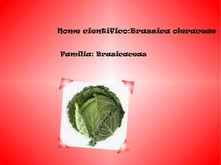 Familia: Brasicaceas
Nome cientifico:Brassica oleraceae