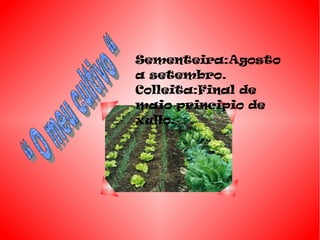 Sementeira:Agosto
a setembro.
Colleita:Final de
maio principio de
xullo.