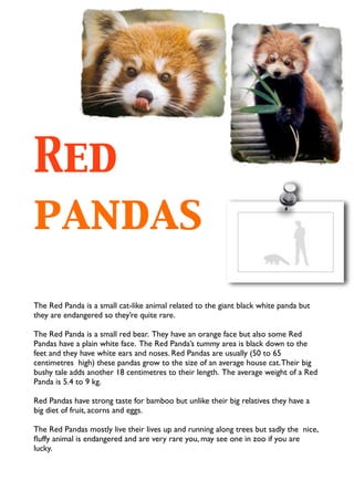 Red
pandas
The Red Panda is a small cat-like animal related to the giant black white panda but
they are endangered so they’re quite rare.

The Red Panda is a small red bear. They have an orange face but also some Red
Pandas have a plain white face. The Red Panda’s tummy area is black down to the
feet and they have white ears and noses. Red Pandas are usually (50 to 65
centimetres high) these pandas grow to the size of an average house cat. Their big
bushy tale adds another 18 centimetres to their length. The average weight of a Red
Panda is 5.4 to 9 kg.

Red Pandas have strong taste for bamboo but unlike their big relatives they have a
big diet of fruit, acorns and eggs.

The Red Pandas mostly live their lives up and running along trees but sadly the nice,
ﬂuffy animal is endangered and are very rare you, may see one in zoo if you are
lucky.
 