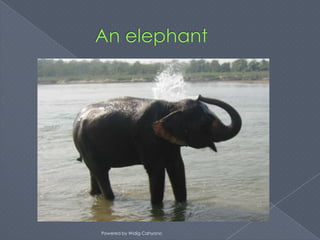 Powered by Widig Cahyono
 