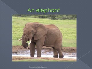 Powered by Widig Cahyono
 