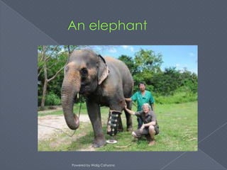 Powered by Widig Cahyono
 