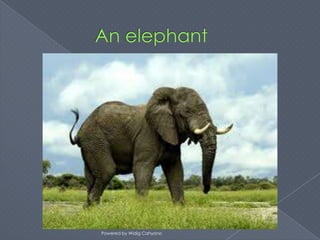 Powered by Widig Cahyono
 