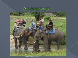 Powered by Widig Cahyono
 