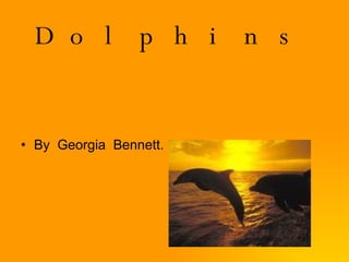 Dolphins ,[object Object]