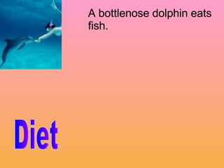 Diet A bottlenose dolphin eats fish. 