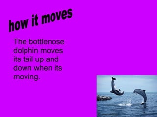 how it moves The bottlenose dolphin moves its tail up and down when its moving. 