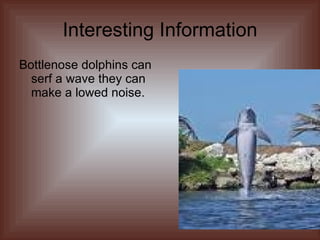 Interesting Information Bottlenose dolphins can serf a wave they can make a lowed noise. 