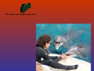 diet The bottlenose dolphins eats fish. 