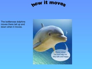 The bottlenose dolphins moves there tail up and down when it moves. how it moves 