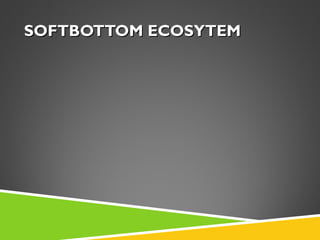SOFTBOTTOM ECOSYTEM

 