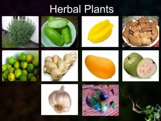 Herbal Plants and Medicines | PPTX
