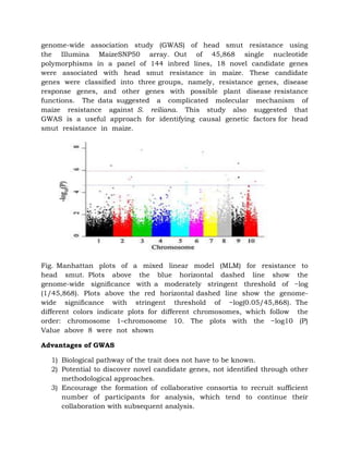 genome-wide association study (GWAS) of head smut resistance using
the Illumina MaizeSNP50 array. Out of 45,868 single nucleotide
polymorphisms in a panel of 144 inbred lines, 18 novel candidate genes
were associated with head smut resistance in maize. These candidate
genes were classiﬁed into three groups, namely, resistance genes, disease
response genes, and other genes with possible plant disease resistance
functions. The data suggested a complicated molecular mechanism of
maize resistance against S. reiliana. This study also suggested that
GWAS is a useful approach for identifying causal genetic factors for head
smut resistance in maize.
Fig. Manhattan plots of a mixed linear model (MLM) for resistance to
head smut. Plots above the blue horizontal dashed line show the
genome-wide signiﬁcance with a moderately stringent threshold of −log
(1/45,868). Plots above the red horizontal dashed line show the genome-
wide signiﬁcance with stringent threshold of −log(0.05/45,868). The
different colors indicate plots for different chromosomes, which follow the
order: chromosome 1–chromosome 10. The plots with the −log10 (P)
Value above 8 were not shown
Advantages of GWAS
1) Biological pathway of the trait does not have to be known.
2) Potential to discover novel candidate genes, not identified through other
methodological approaches.
3) Encourage the formation of collaborative consortia to recruit sufficient
number of participants for analysis, which tend to continue their
collaboration with subsequent analysis.
 