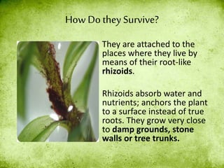 How Dothey Survive?
They are attached to the
places where they live by
means of their root-like
rhizoids.
Rhizoids absorb water and
nutrients; anchors the plant
to a surface instead of true
roots. They grow very close
to damp grounds, stone
walls or tree trunks.
 