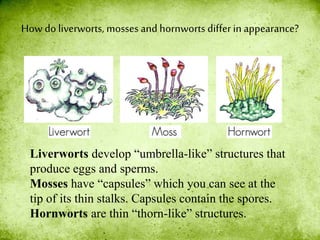 How do liverworts, mosses and hornworts differ in appearance?
Liverworts develop “umbrella-like” structures that
produce eggs and sperms.
Mosses have “capsules” which you can see at the
tip of its thin stalks. Capsules contain the spores.
Hornworts are thin “thorn-like” structures.
 