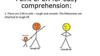 Point of ER for easy
comprehension:
1. There are 2 ER in cells – rough and smooth. The Ribosomes are
attached at rough ER
 