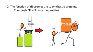2. The function of ribosomes are to synthesize proteins.
The rough ER will carry the proteins.
 