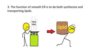 3. The function of smooth ER is to do both synthesize and
transporting lipids.
 