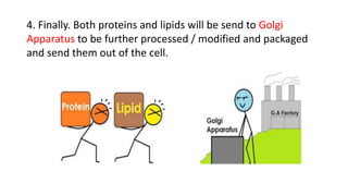 4. Finally. Both proteins and lipids will be send to Golgi
Apparatus to be further processed / modified and packaged
and send them out of the cell.
 