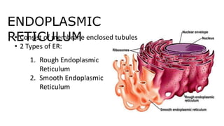 ENDOPLASMIC
RETICULUM• Consist of membrane enclosed tubules
• 2 Types of ER:
1. Rough Endoplasmic
Reticulum
2. Smooth Endoplasmic
Reticulum
 