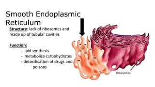 Smooth Endoplasmic
Reticulum
Ribosomes
Function:
- lipid synthesis
- metabolize carbohydrates
- detoxification of drugs and
poisons
Structure: lack of ribosomes and
made up of tubular cavities
 
