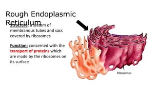 Rough Endoplasmic
Reticulum
Ribosomes
Structure: a system of
membranous tubes and sacs
covered by ribosomes
Function: concerned with the
transport of proteins which
are made by the ribosomes on
its surface
 