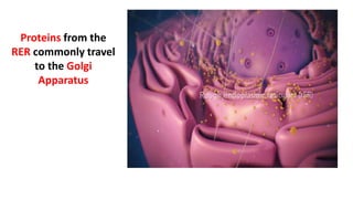 Proteins from the
RER commonly travel
to the Golgi
Apparatus
 